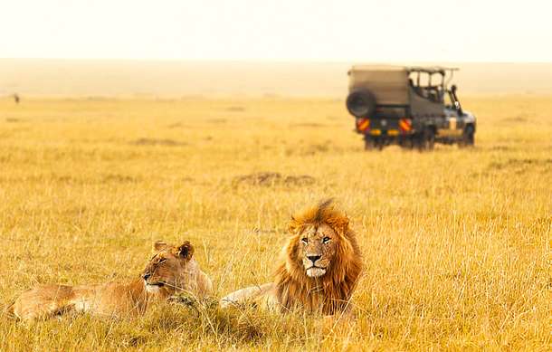Lions spotted at Maasai Mara National Reserve