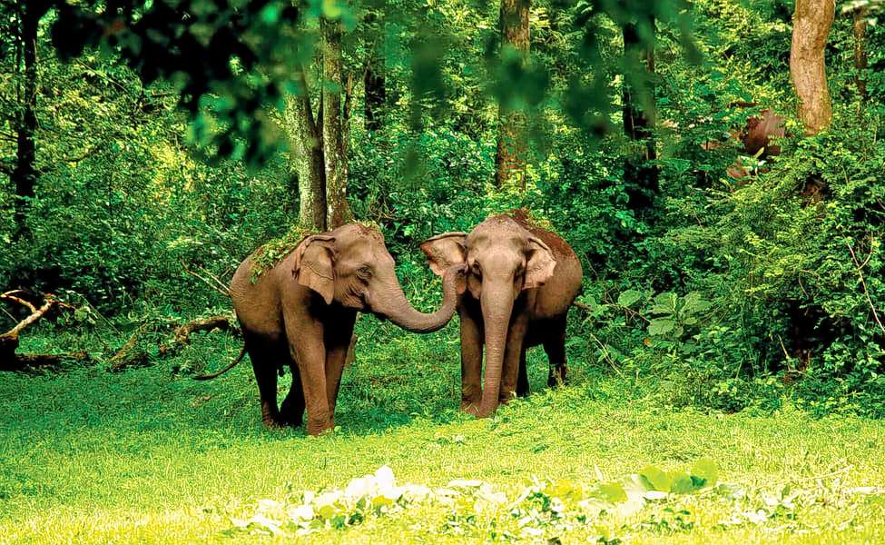 Wayanad Tour Package From Chennai Image