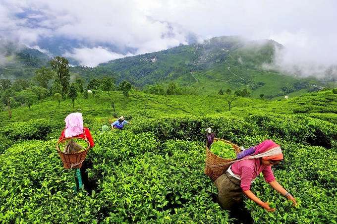 Tea Valley Tour Munnar
