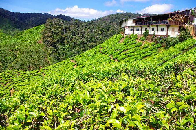 Chowgan Tea Gardens