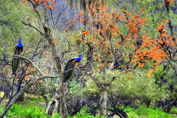 Vfl4f0t5a0bahudg6g7mdhtgxim0 what is sariska national park famous for