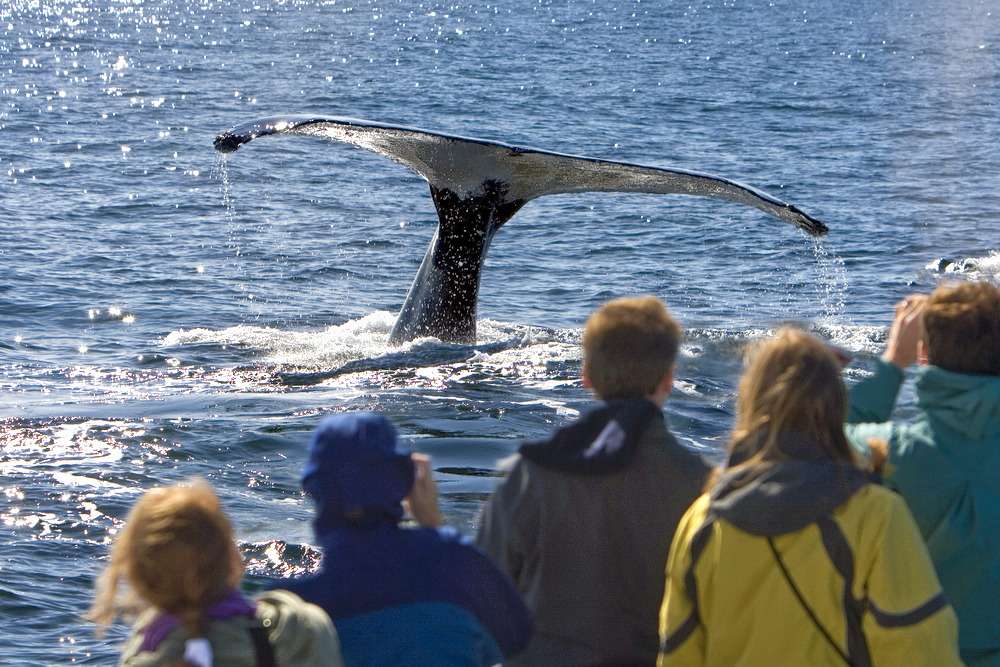 Whale Watching in Mirissa Image