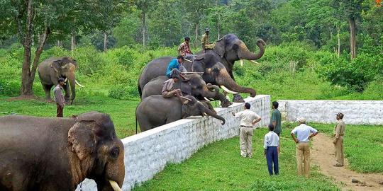 Full Day Sightseeing Tour Of Kushalnagar, Coorg Image