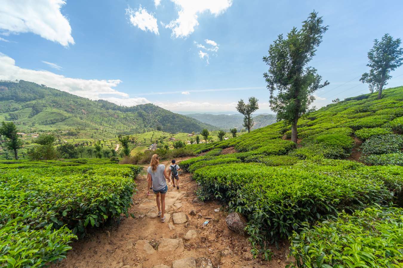 Visitor exploring the lush green Munnar Hills