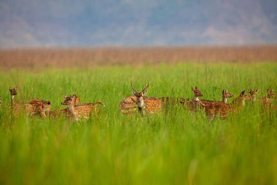 Jim Corbett Jungle Safari Image