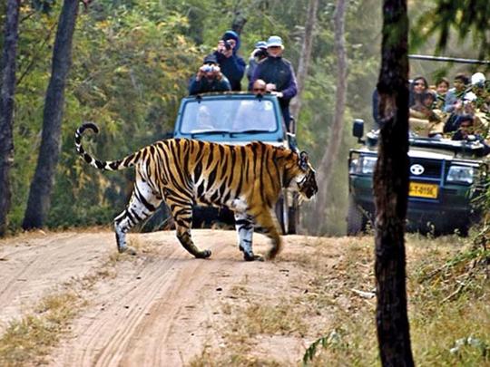 Dandeli Jungle Safari Image