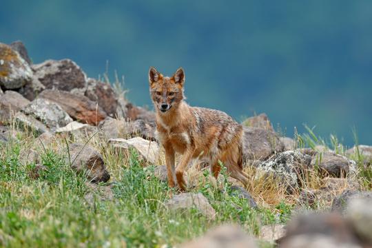 Asola Bhatti Wildlife Sanctuary From Delhi Image