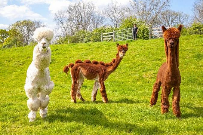 Cornerstone Alpacas Ltd.