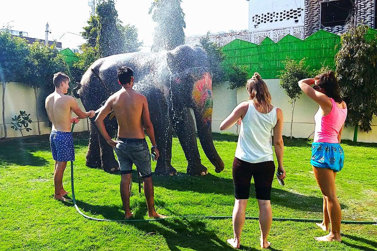 Enjoy a 20-minute splash with a gentle giant in Jaipur