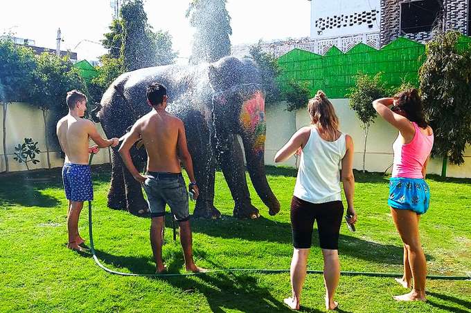 Enjoy a 20-minute splash with a gentle giant in Jaipur
