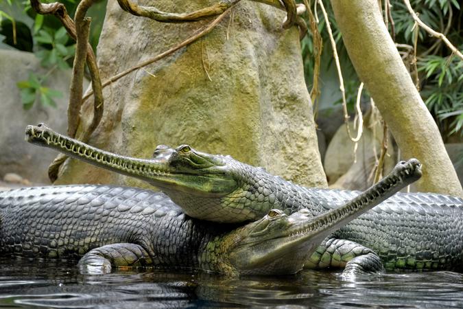 Tikarpada Wildlife Sanctuary