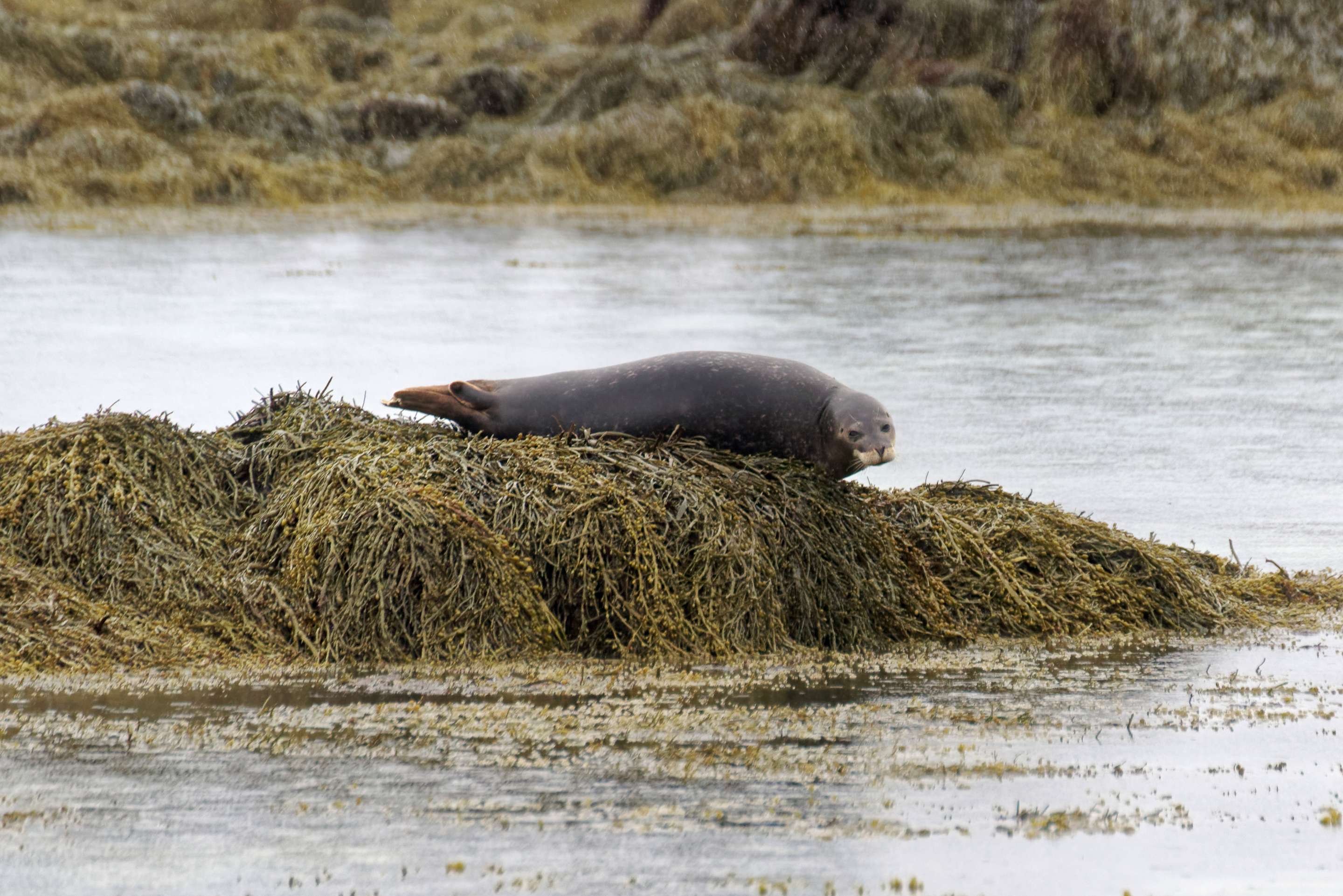 Ytri Tunga Beach Overview