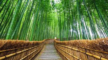 Voe2lm9u8am8owxd31mgw3gp9wc5 kyoto arashiyama bamboo grove1 sh