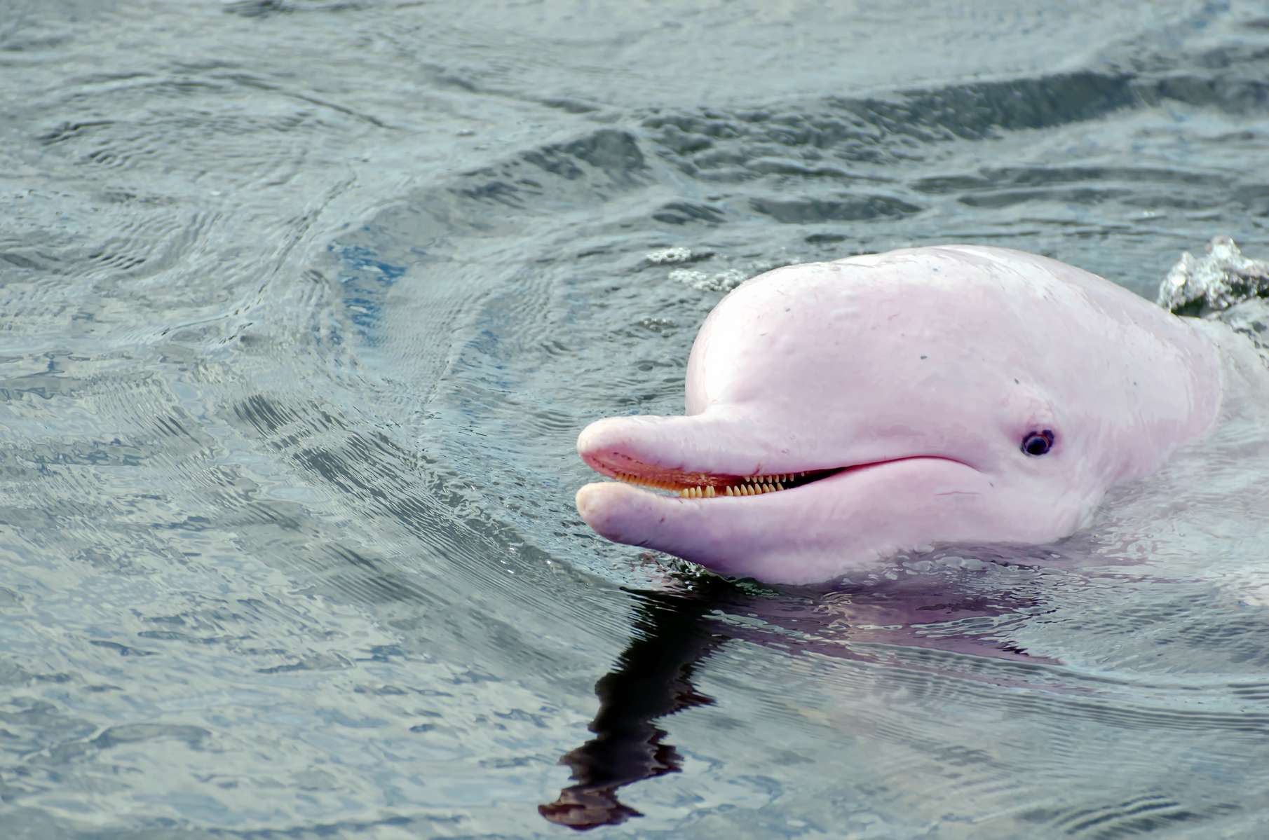 Pink Dolphin Sighting Tour, Hong Kong Image