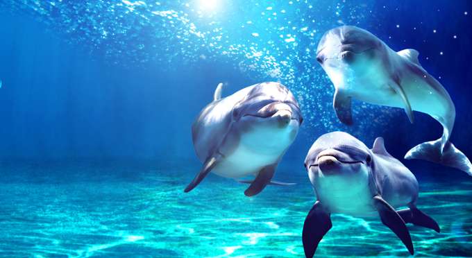 Watch dolphins in action in dolphinarium at L'Oceanografic