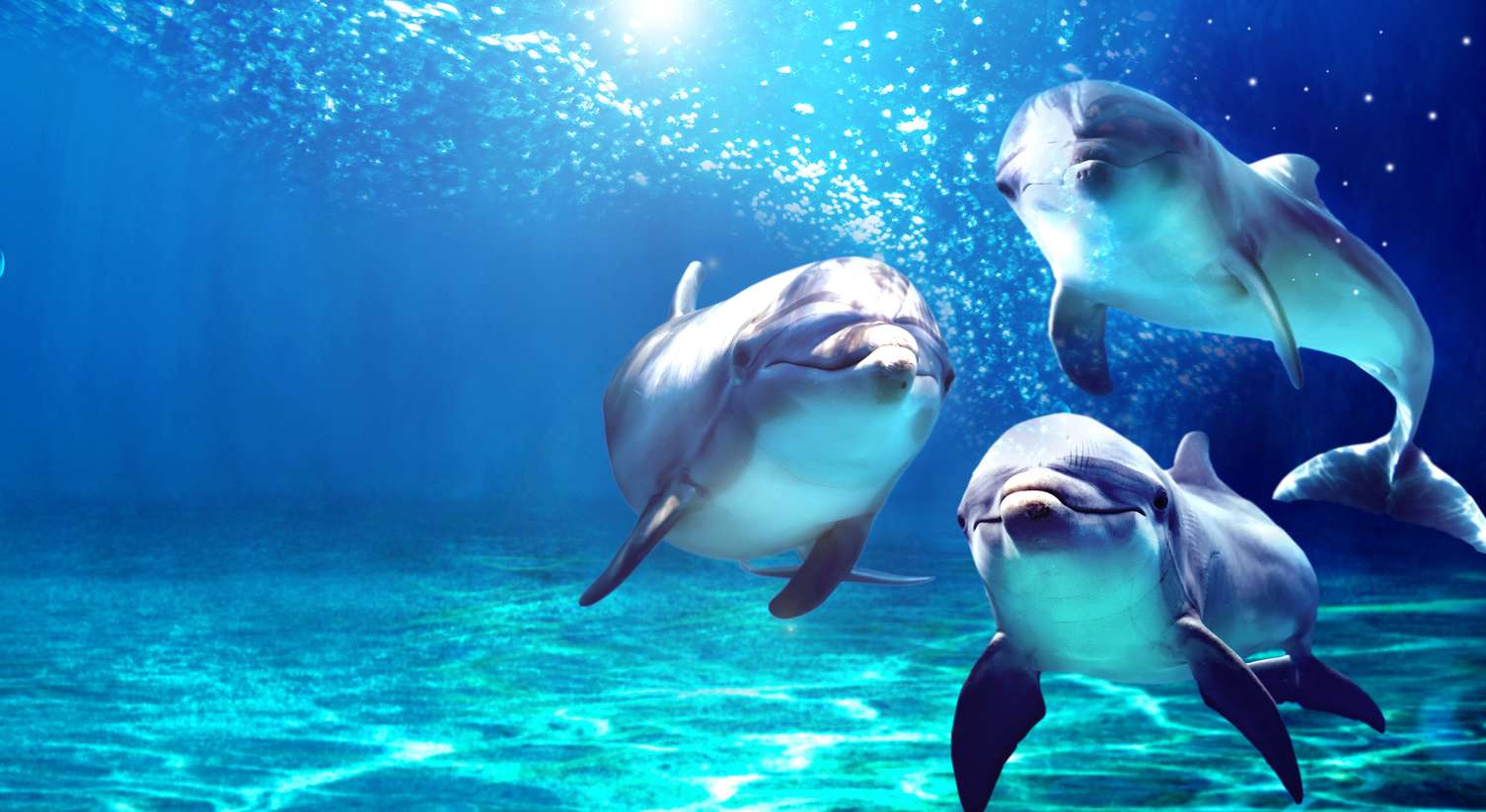 Watch dolphins in action in dolphinarium at L'Oceanografic