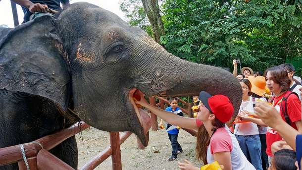 Kuala Gandah Elephant Sanctuary Package, Malaysia
