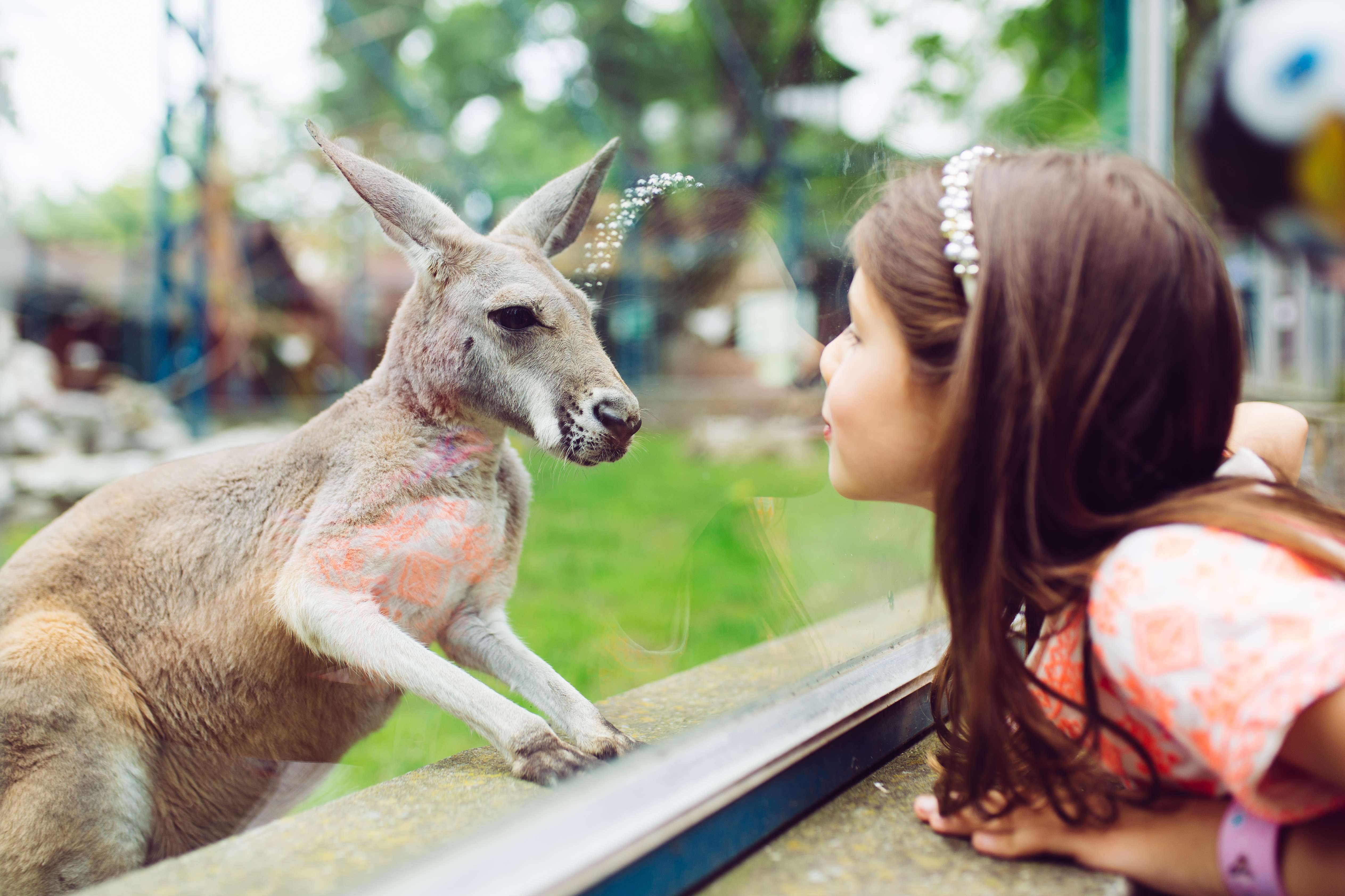 Kangaroos at Melbourne Zoo