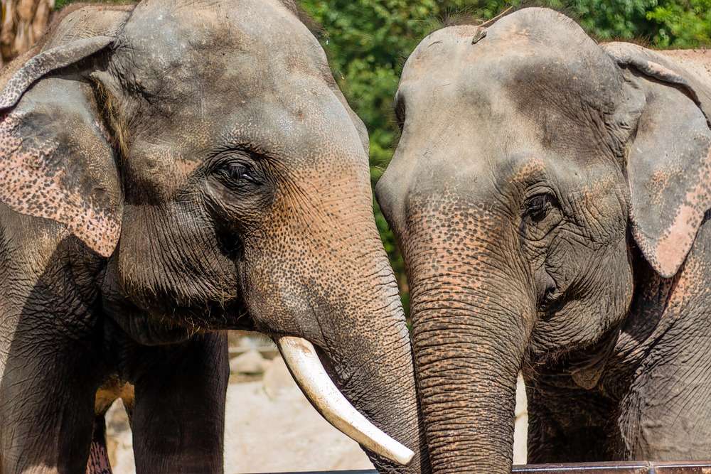 Khao Kheow Open Zoo Pattaya Image