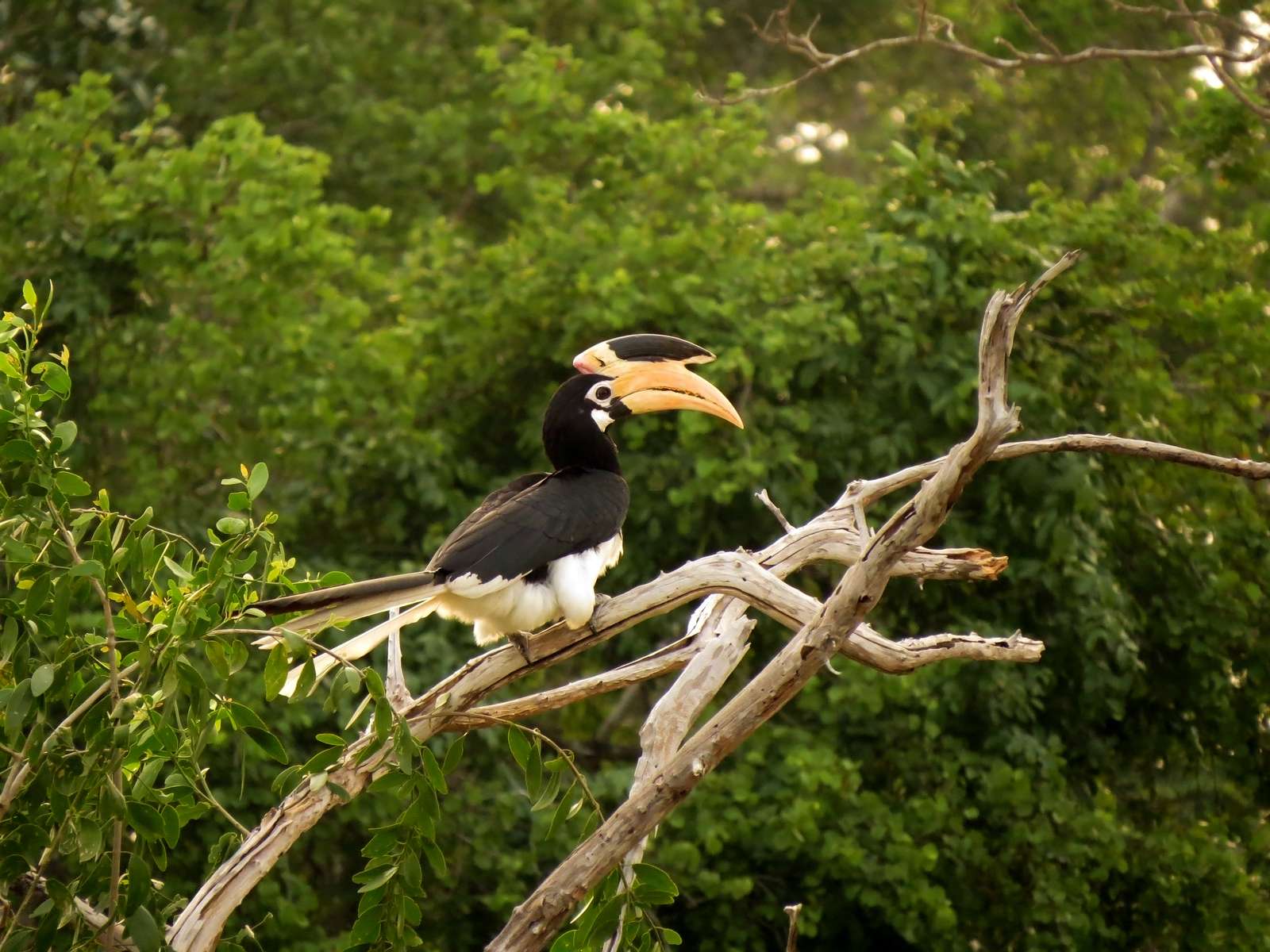 Wilpattu National Park Jeep Safari Image
