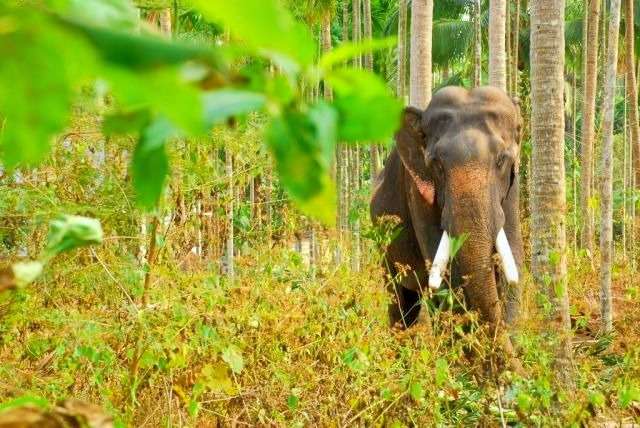 Tholpetty Wildlife Sanctuary Jeep Safari