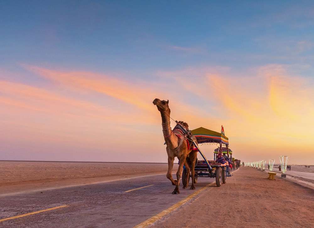 Experience a legendary camel ride across the vast Rann of Kutch