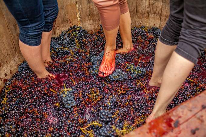 Wine Tour with Barefoot Grape Stomping