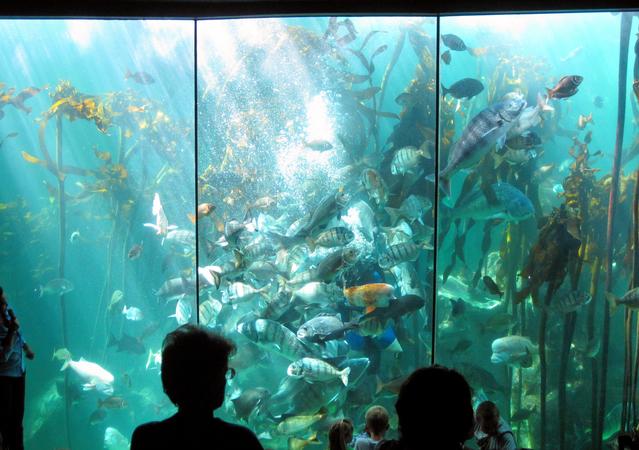 Two Oceans Aquarium