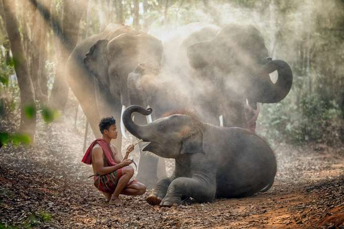 Elephant Safari Park Tickets