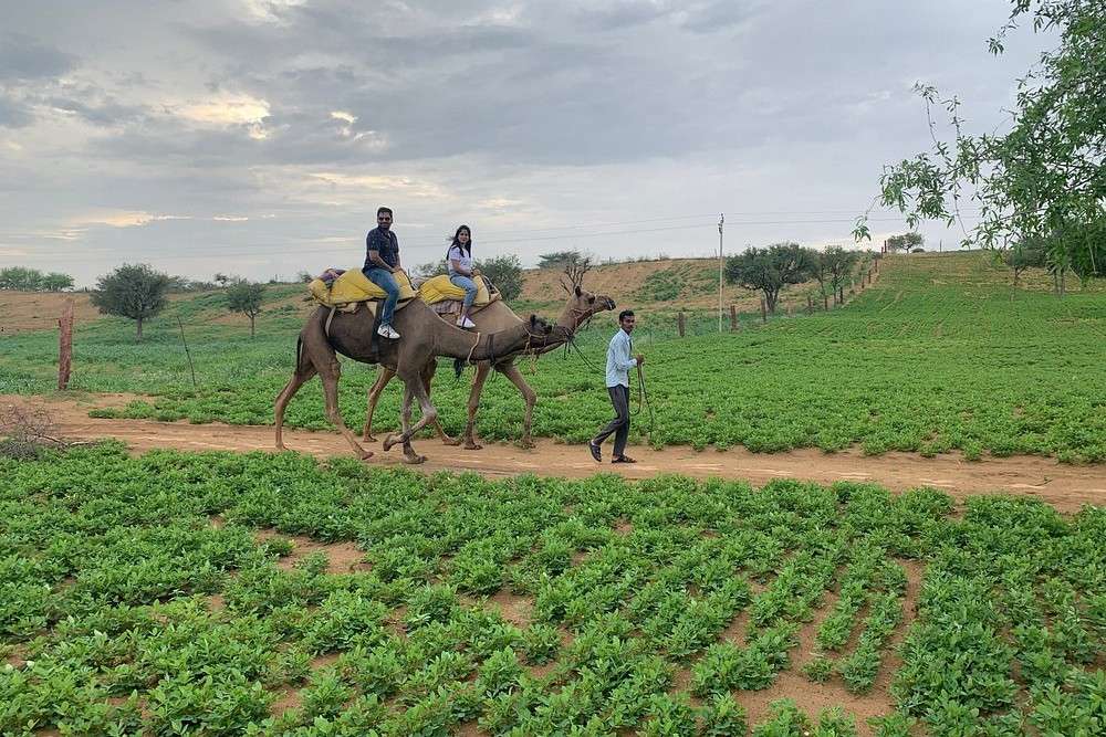 Ride through the lush fields of the villages in Osian during your 1.5-hour camel safari
