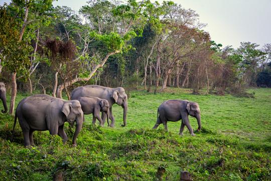 Wildlife Tour At Kaziranga National Park Image