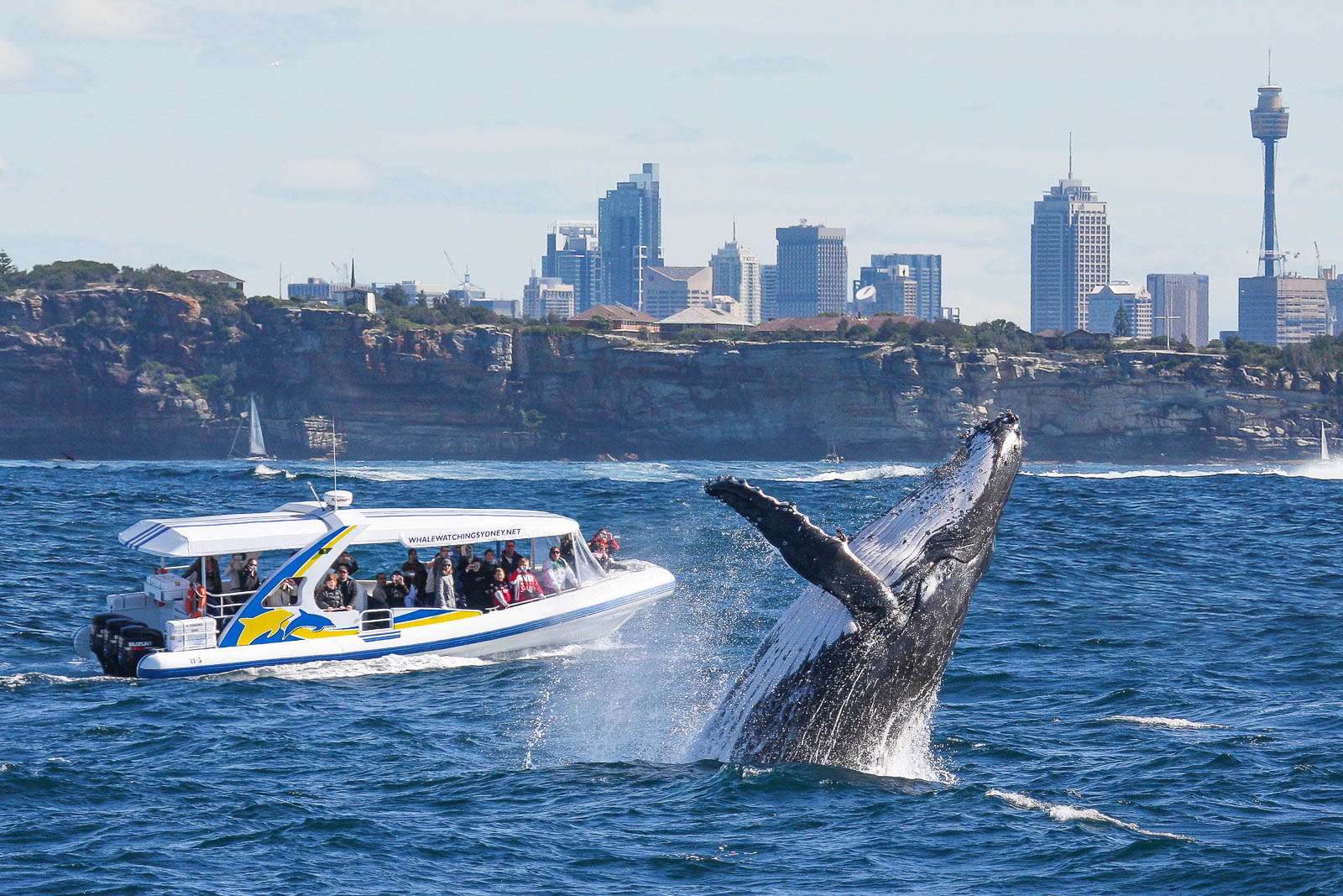 2-Hour High-Speed Whale Watching Cruise, Sydney