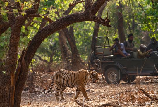 Valmiki Tiger Reserve Jeep Safari Image