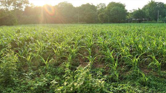 Dambulla Village Tour Image