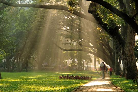Guided Walk Through Cubbon Park Image