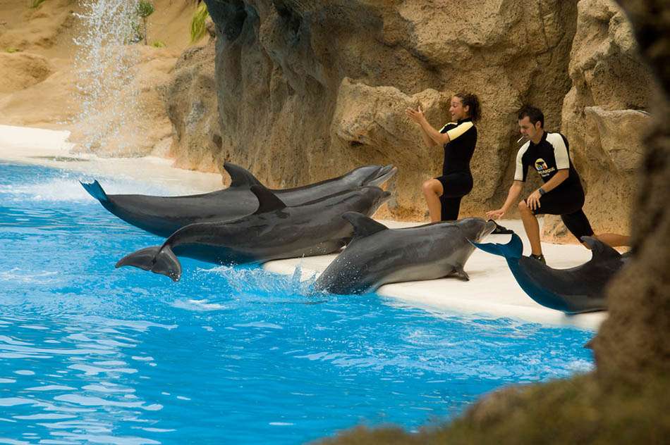 Loro Parque Tickets Image