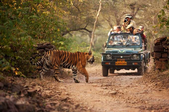 Jeep safari at Ranthambore, Rajasthan