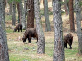 Wgn2b3edpp5erdc3a1i4mcx7zovt takin  thimphu mini zoo