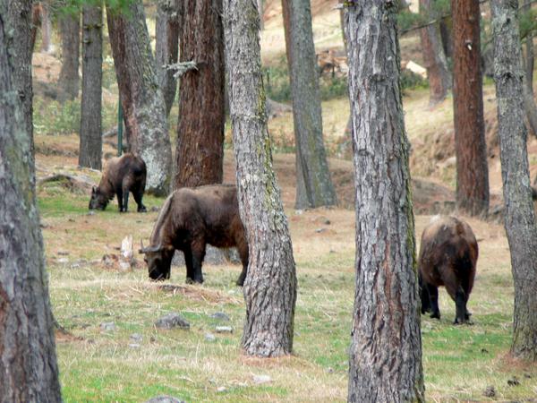 Jigme Singye Wangchuck National Park