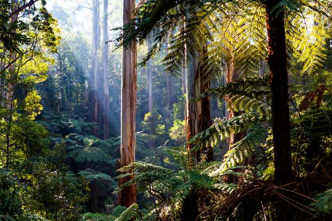 The Dandenongs and Yarra Ranges Tour in Melbourne