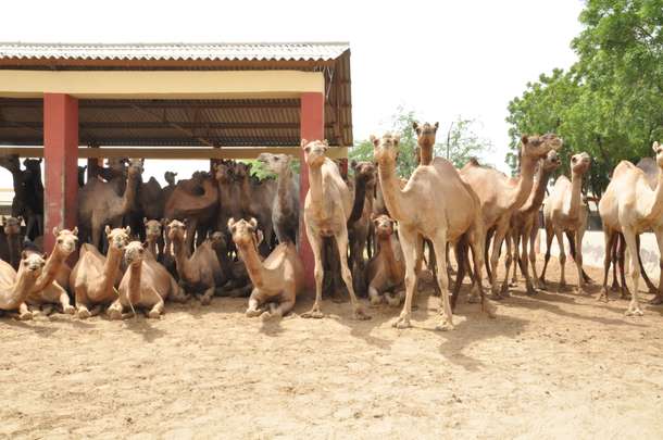 Whf1y7a8h2xbglbw89gz354wrfc4 camel%20breeding%20farm 1