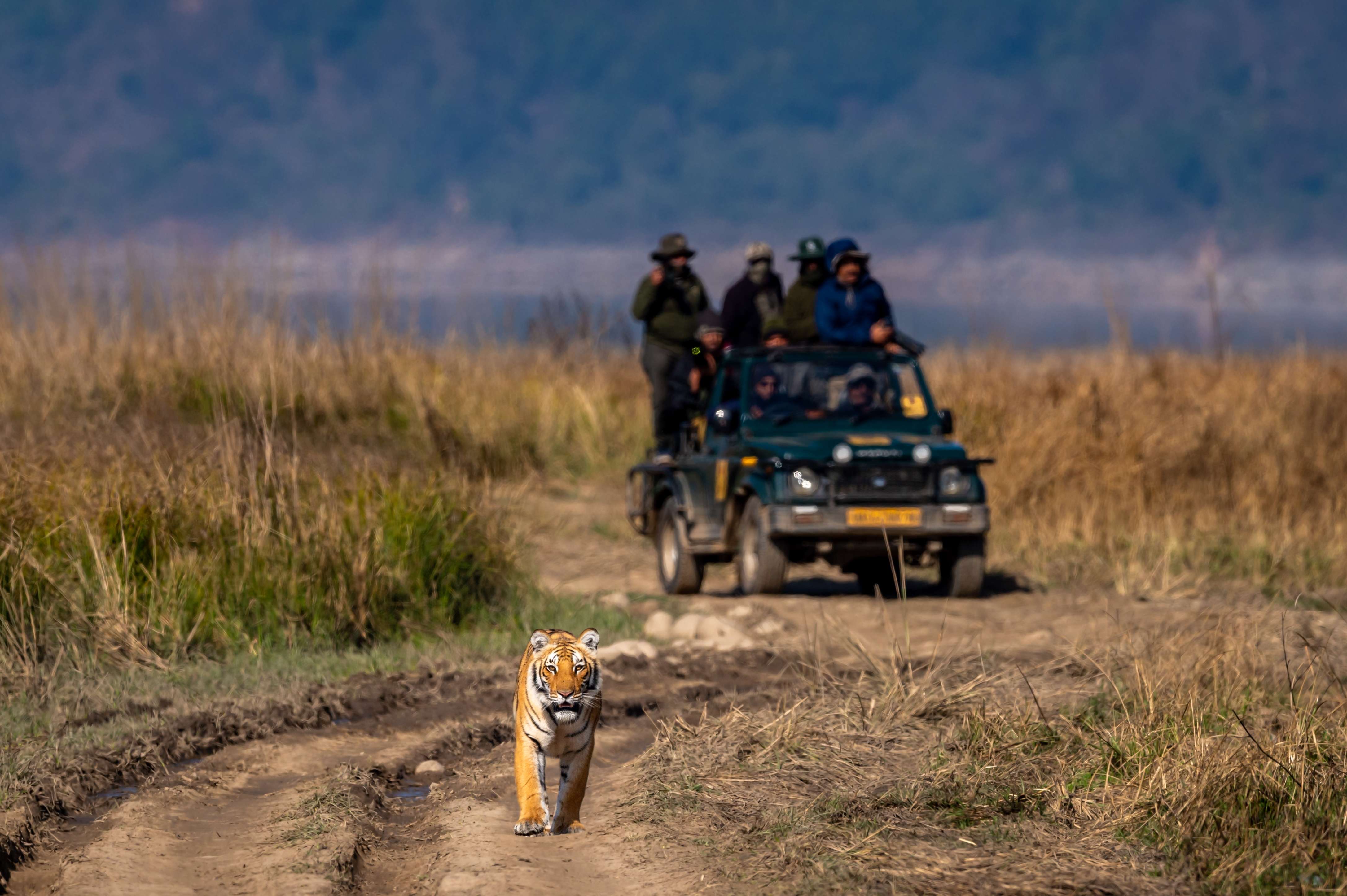 Discovering Jim Corbett National Park | Wildlife, Wonders, & Natural Splendours