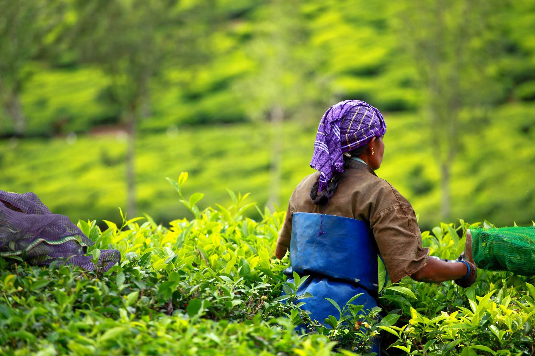 Cycling Amidst Tea Plantation, Munnar Image