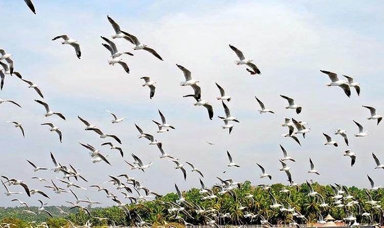 Kadalundi Bird Sanctuary