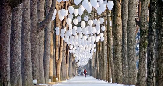 Nami Island Zipwire Tour Image