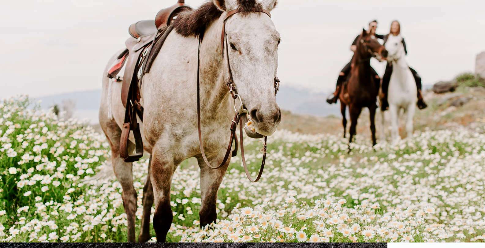 Horseback Riding in Santorini  Image