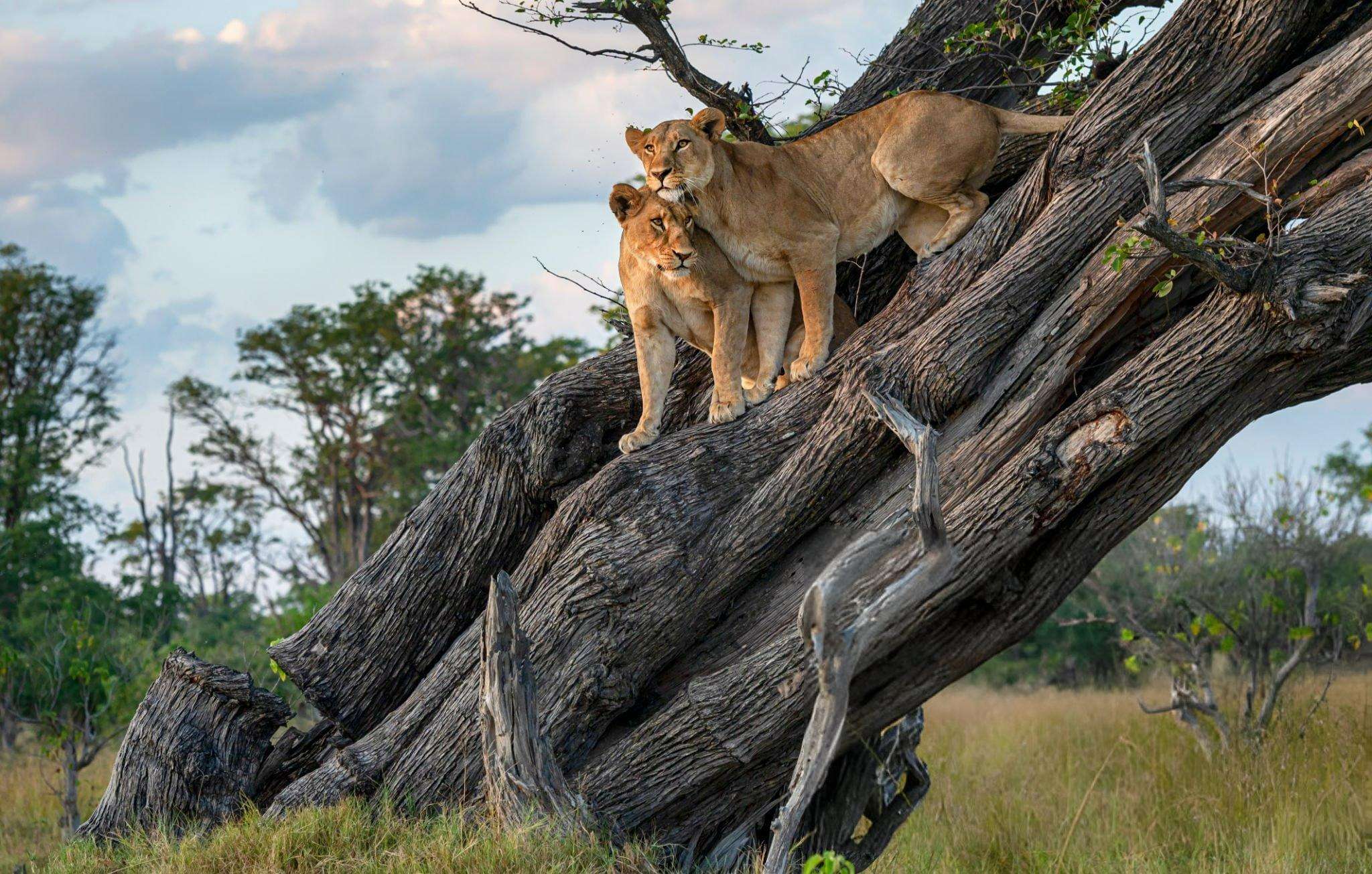 Spot prides of lions roaming freely in the wild savannah of Maasai Mara.