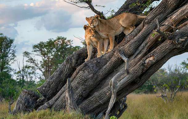 Spot prides of lions roaming freely in the wild savannah of Maasai Mara.