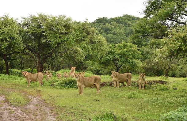 Get a chance to see lion families during your safari through Gir National Park