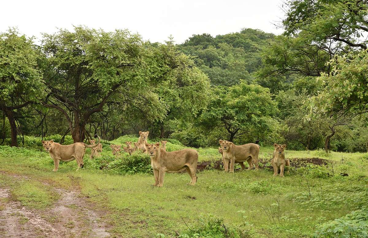 Get a chance to see lion families during your safari through Gir National Park